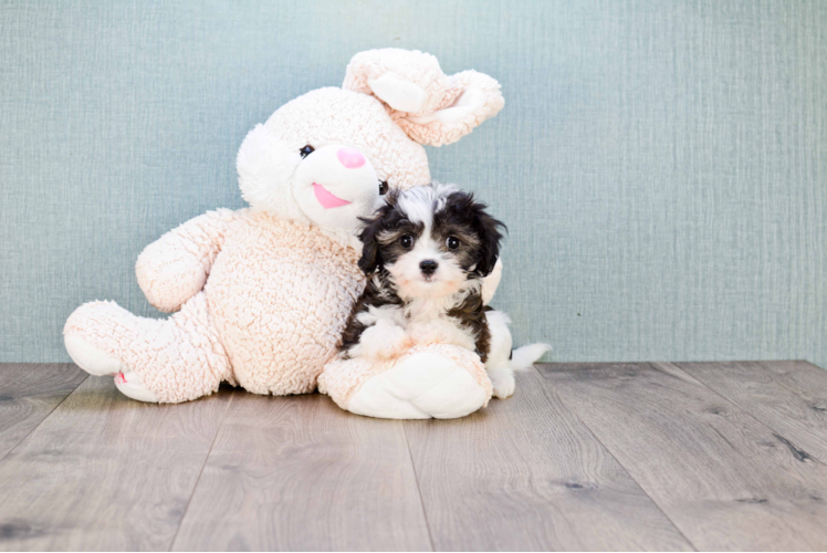 Friendly Cavachon Baby