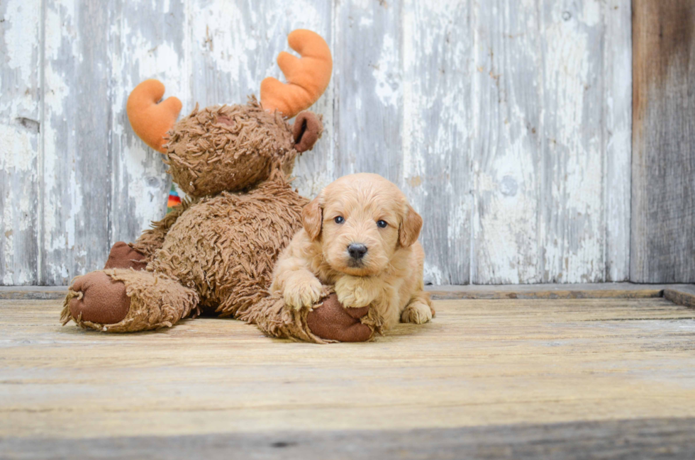 Playful Golden Retriever Poodle Mix Puppy