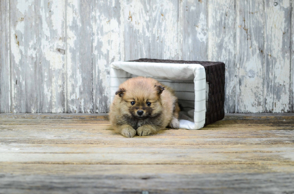 Pomeranian Pup Being Cute