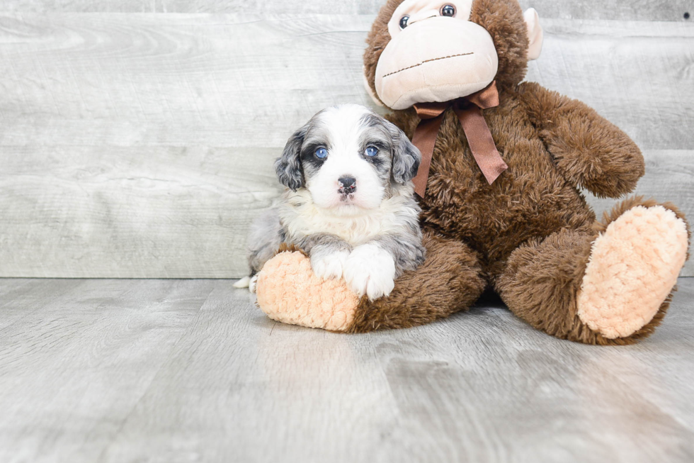 Mini Bernedoodle Pup Being Cute