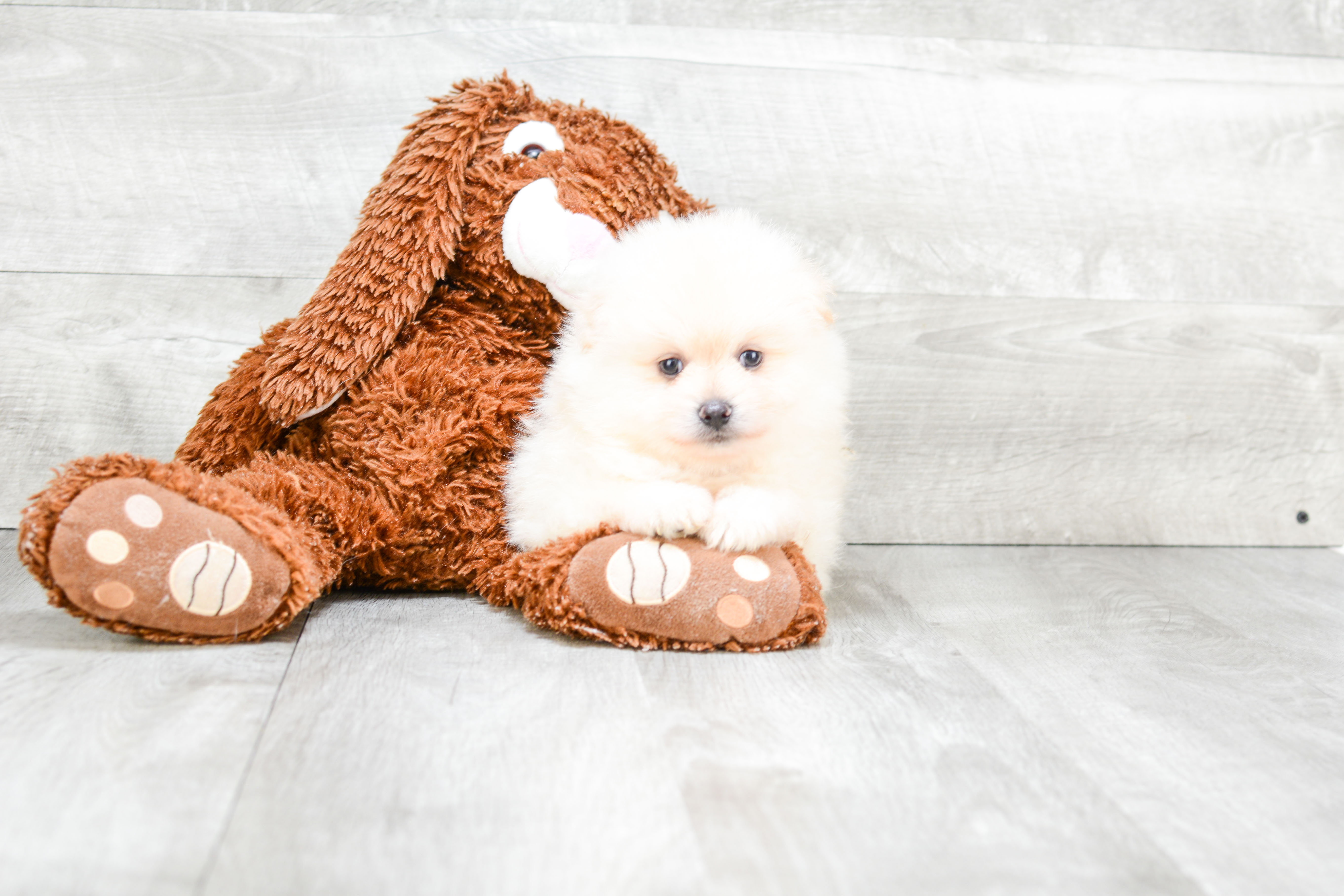 Pomeranian Puppy for Adoption