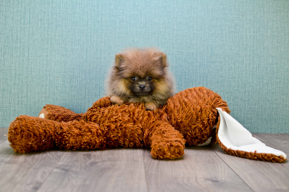 Popular Pomeranian Purebred Pup