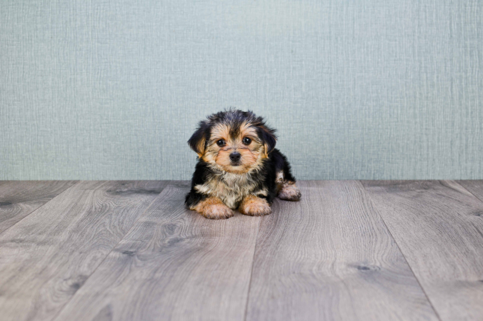 Friendly Morkie Baby