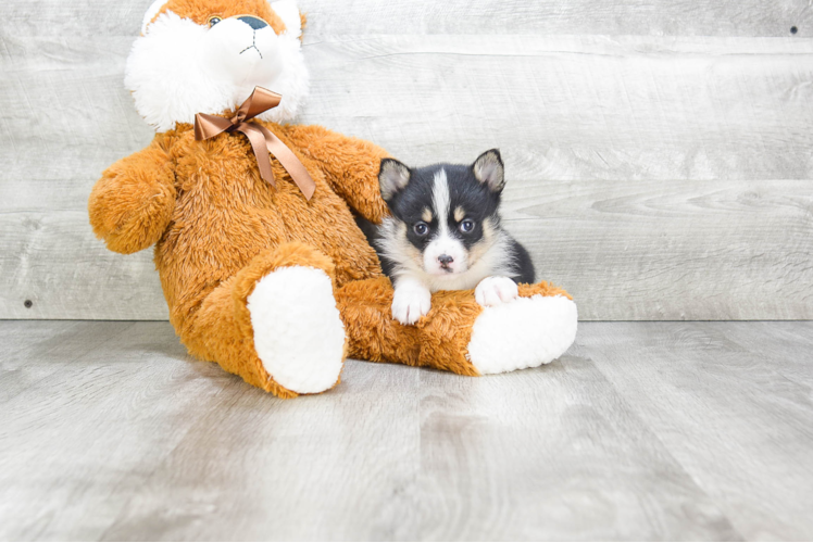 Best Pomsky Baby