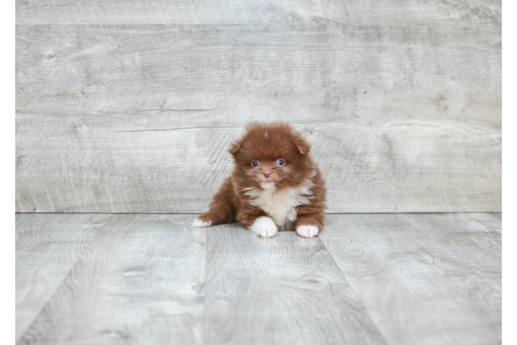 Small Pomeranian Baby