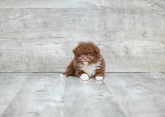 Small Pomeranian Baby