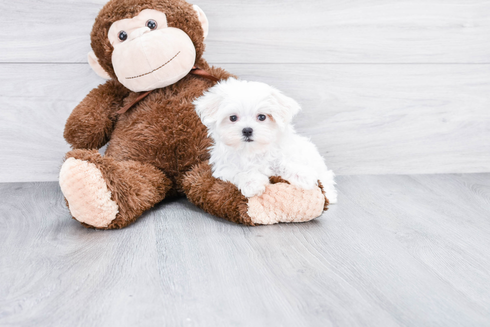 Maltese Pup Being Cute