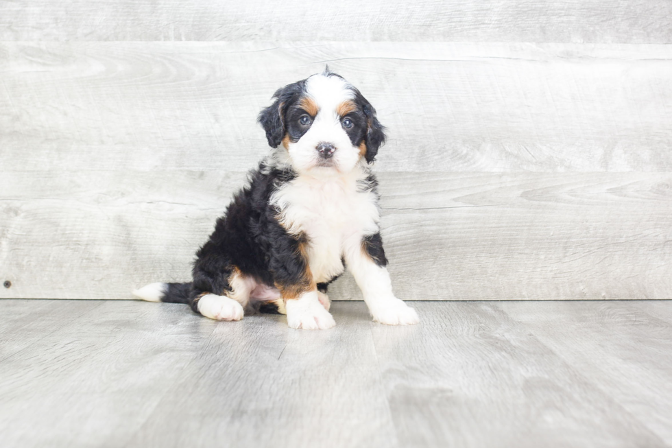 Adorable Mini Berniedoodle Poodle Mix Puppy