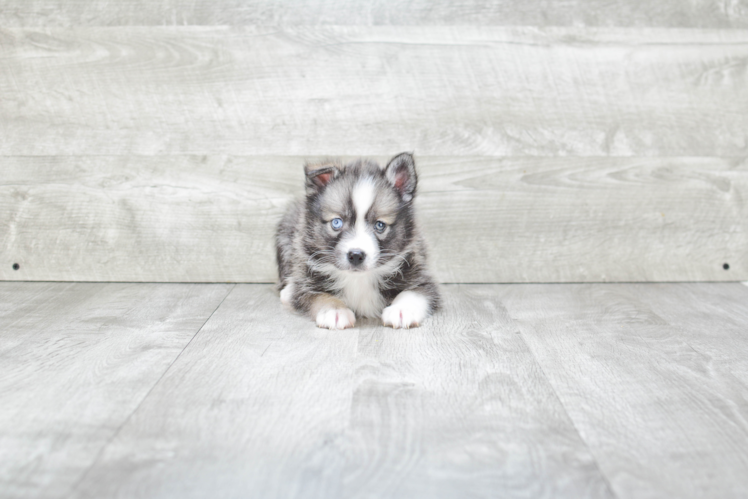 Pomsky Puppy for Adoption