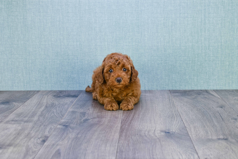 Friendly Mini Goldendoodle Baby