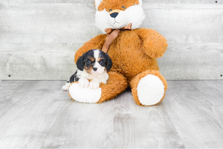 Hypoallergenic Cavalier King Charles Spaniel Purebred Pup