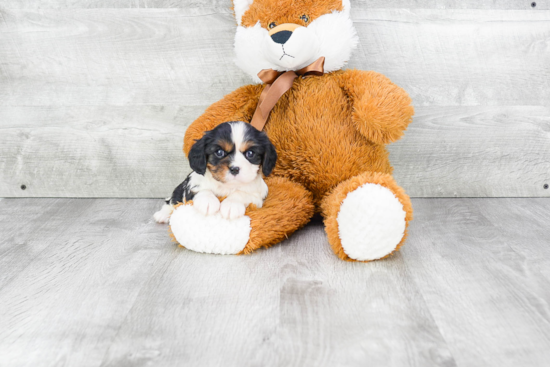 Hypoallergenic Cavalier King Charles Spaniel Purebred Pup