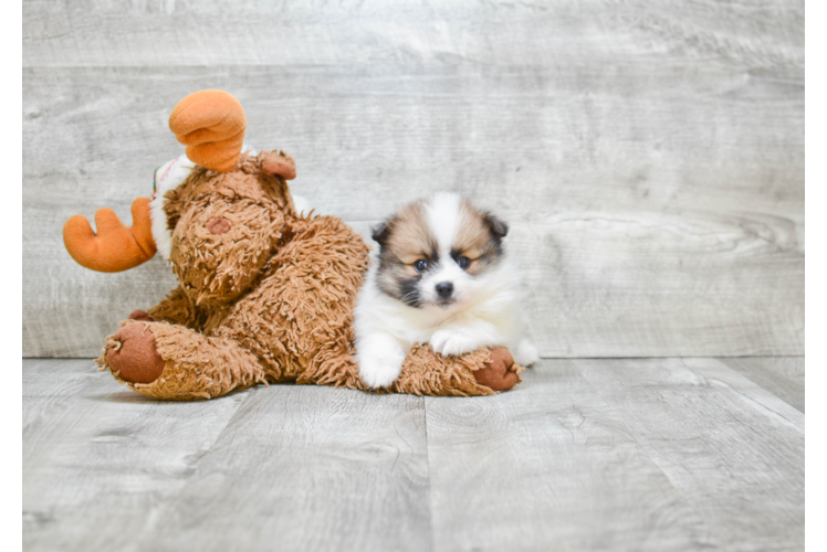 Hypoallergenic Pomeranian Purebred Pup