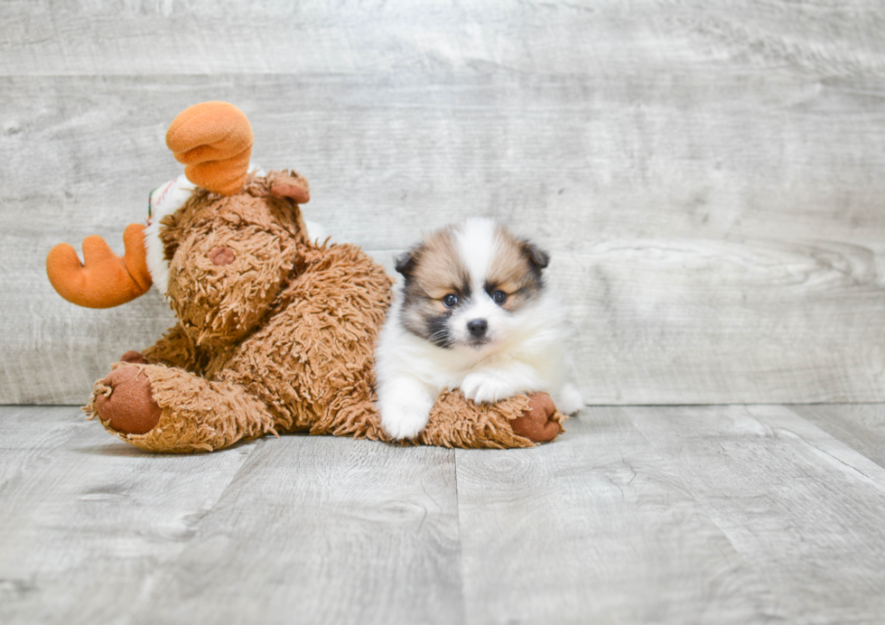 Hypoallergenic Pomeranian Purebred Pup