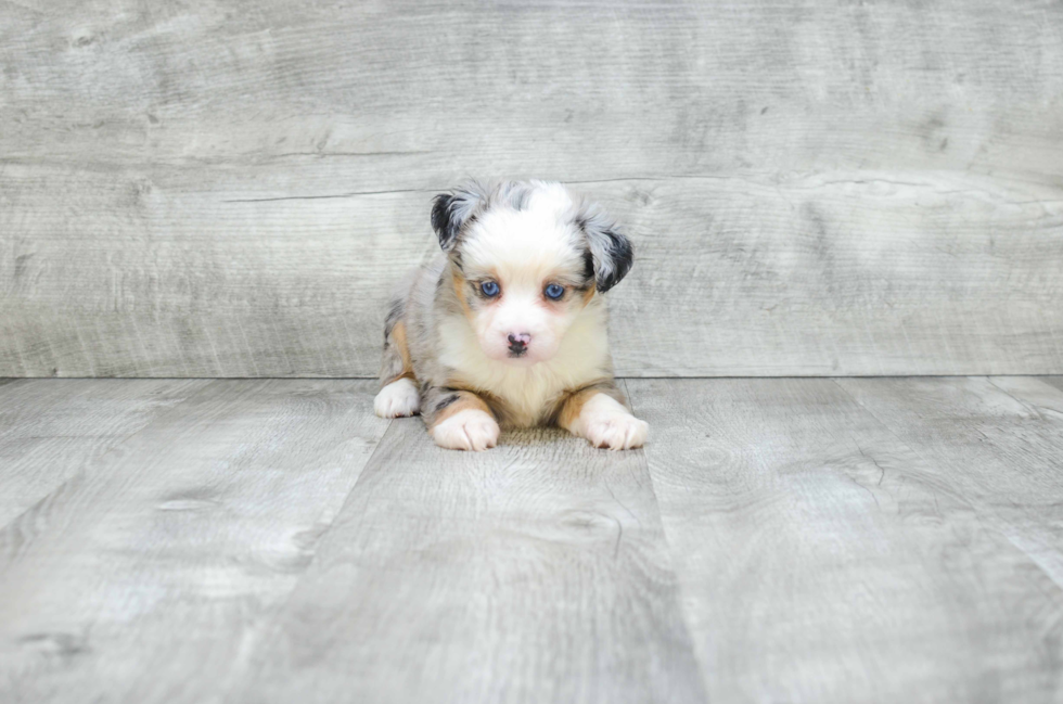 Mini Aussiedoodle Pup Being Cute