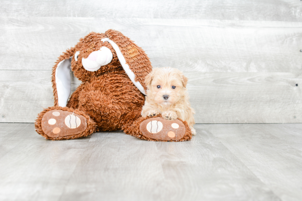 Fluffy Maltipoo Poodle Mix Pup