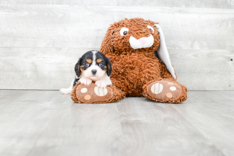 Cavalier King Charles Spaniel Pup Being Cute