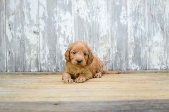 Friendly Mini Goldendoodle Baby