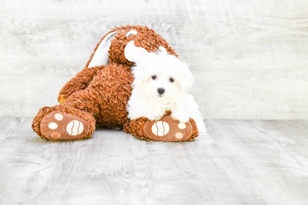 Adorable Maltese Purebred Puppy