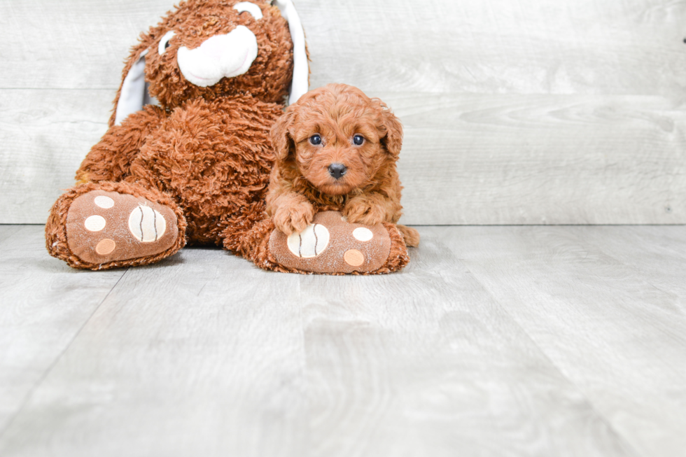 Cavapoo Pup Being Cute