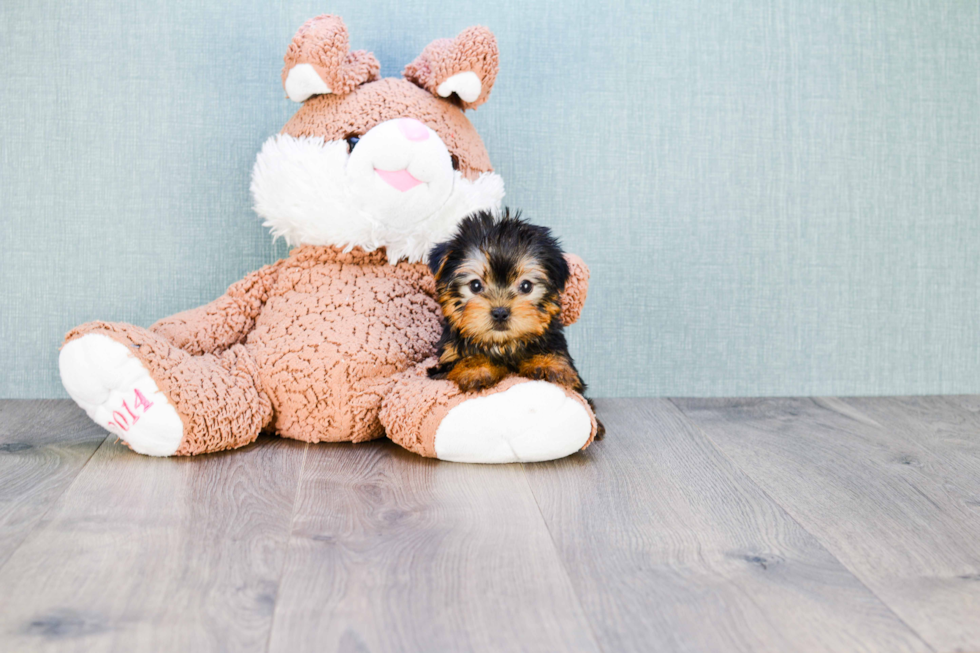 Meet Capone - our Yorkshire Terrier Puppy Photo 