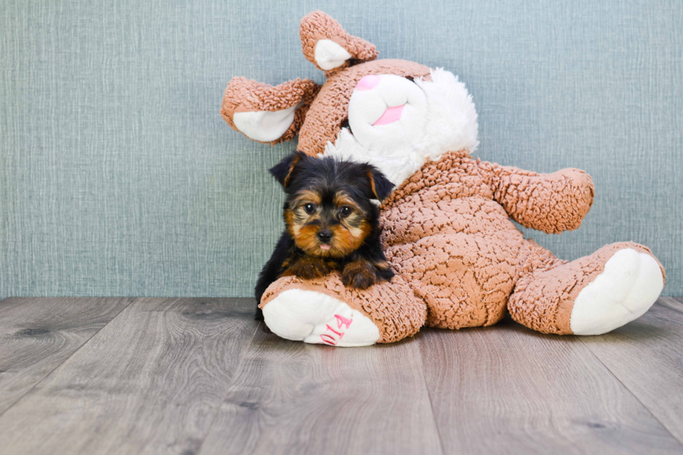 Meet Nugget - our Yorkshire Terrier Puppy Photo 