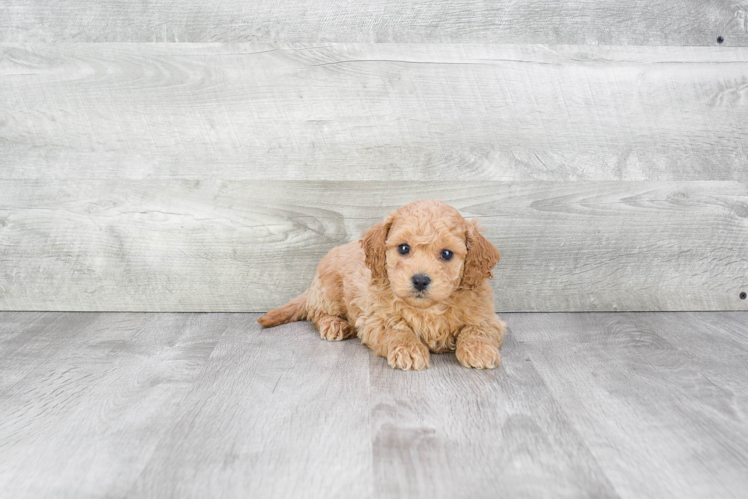 Cavapoo Puppy for Adoption