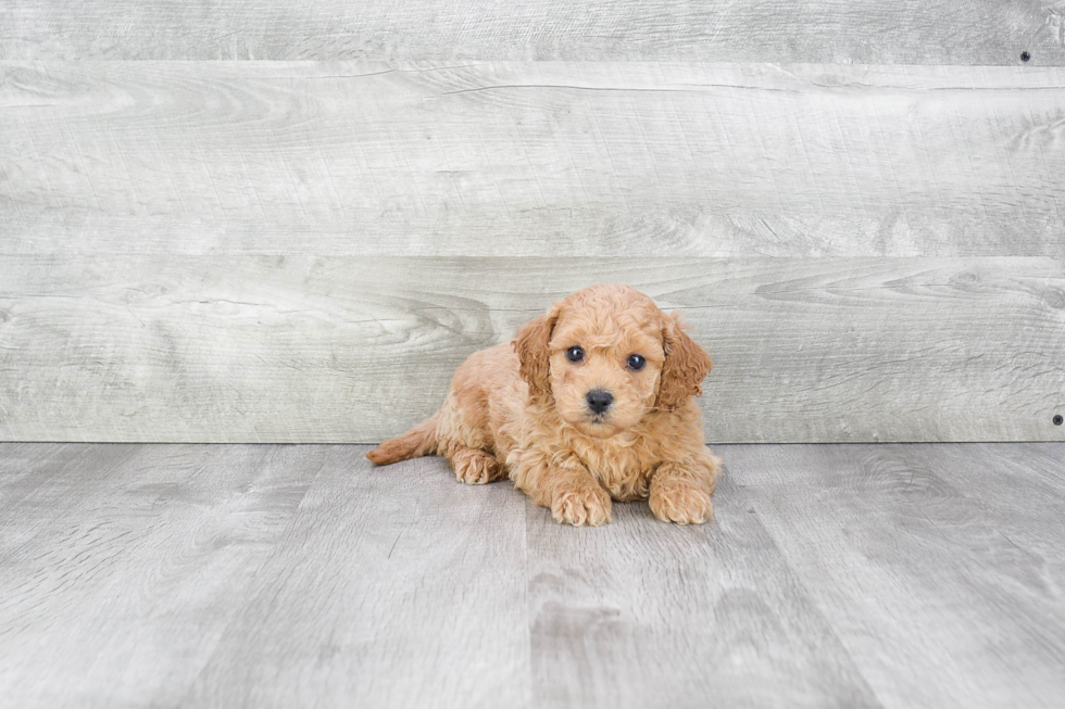 Cavapoo Puppy for Adoption