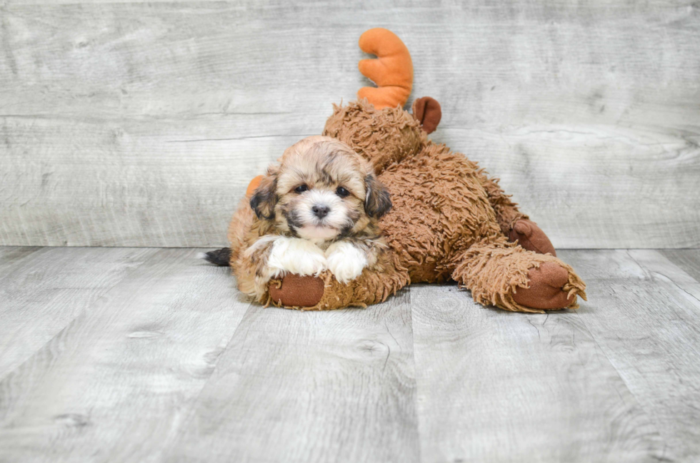 Funny Teddy Bear Designer Pup