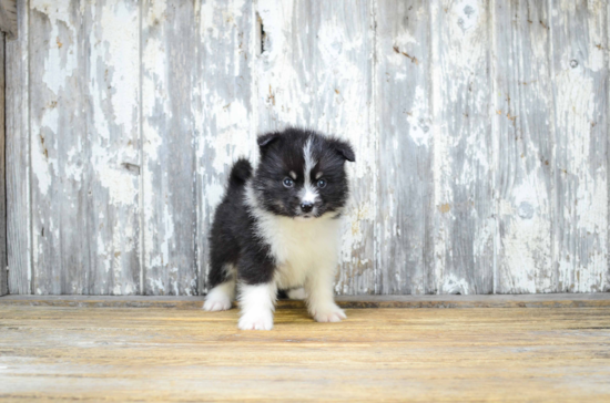 Pomsky Puppy for Adoption