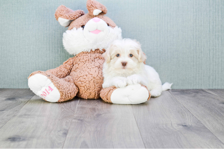 Akc Registered Havanese Baby