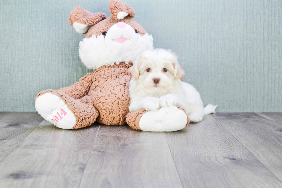 Akc Registered Havanese Baby