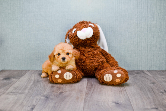 Cavapoo Pup Being Cute