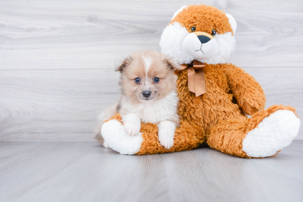 Cute Aussie Pom Mix Pup