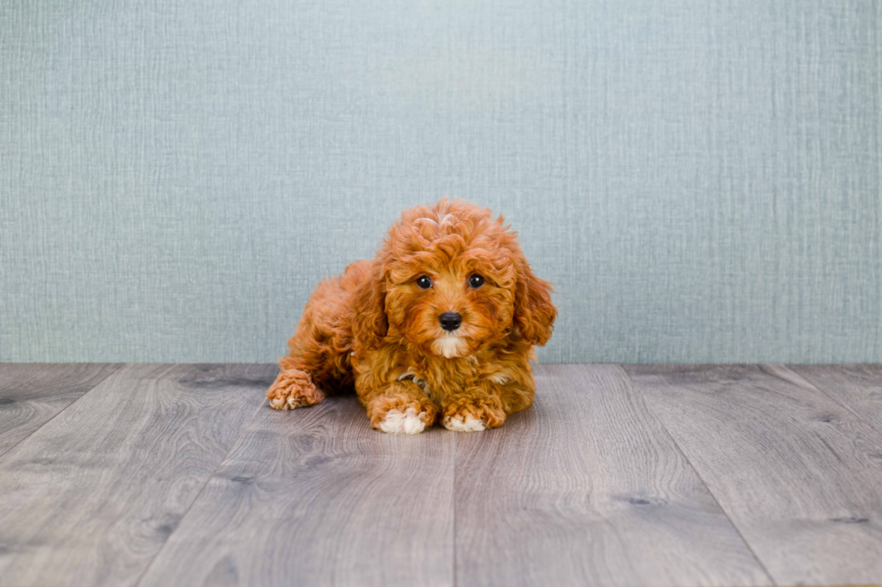 Adorable Cavoodle Poodle Mix Puppy