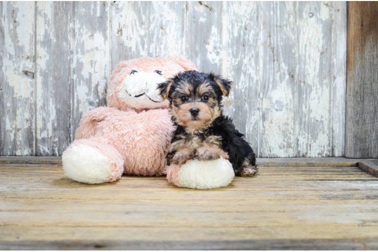 Morkie Pup Being Cute