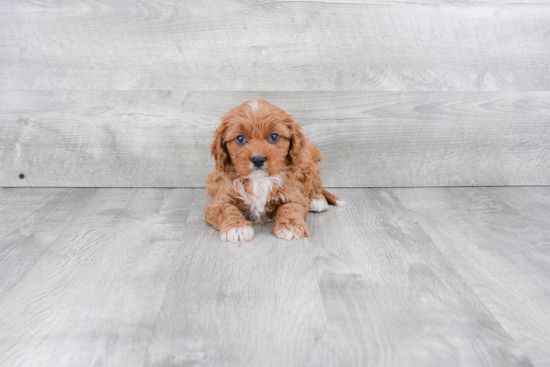 Cavapoo Pup Being Cute