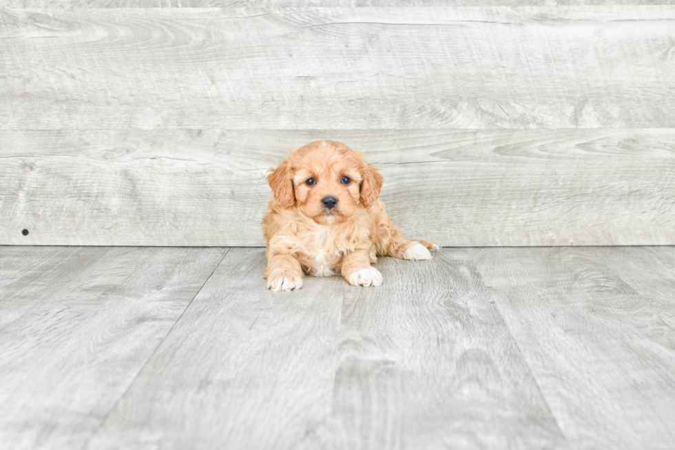 Cavachon Puppy for Adoption