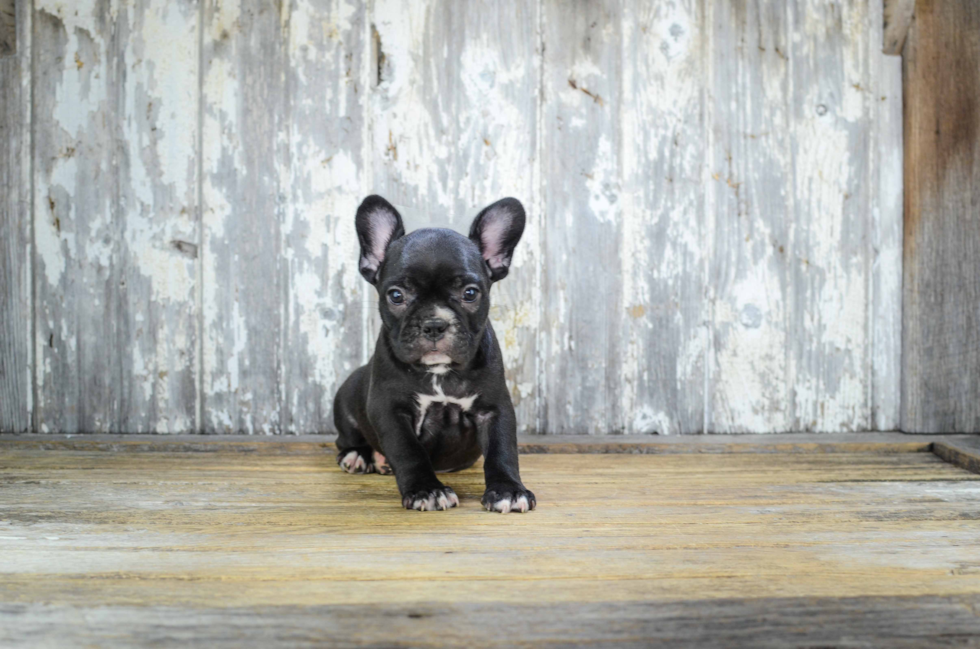 Popular French Bulldog Baby