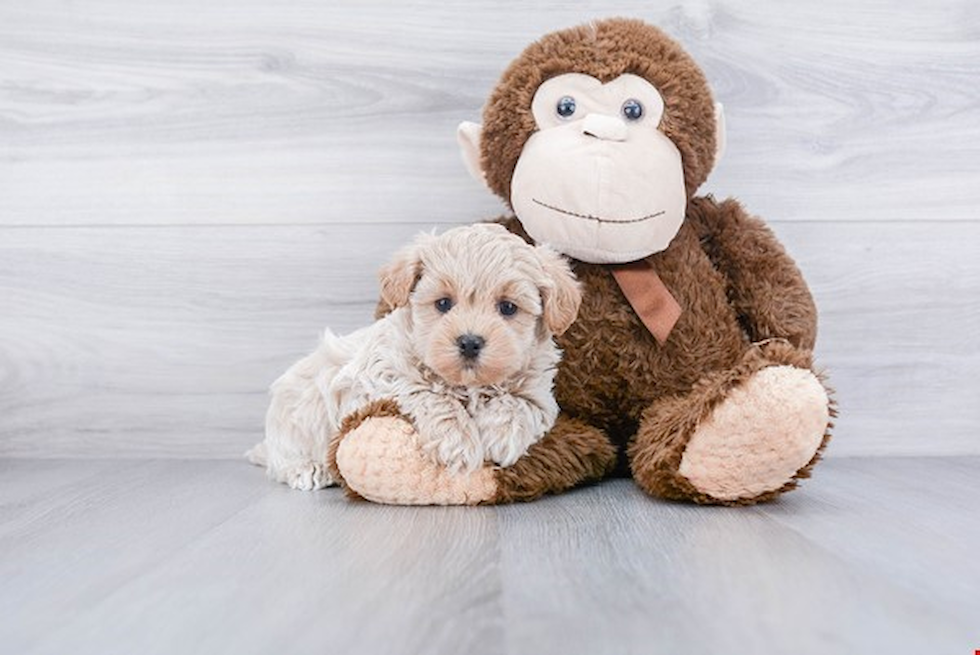 Energetic Maltepoo Poodle Mix Puppy