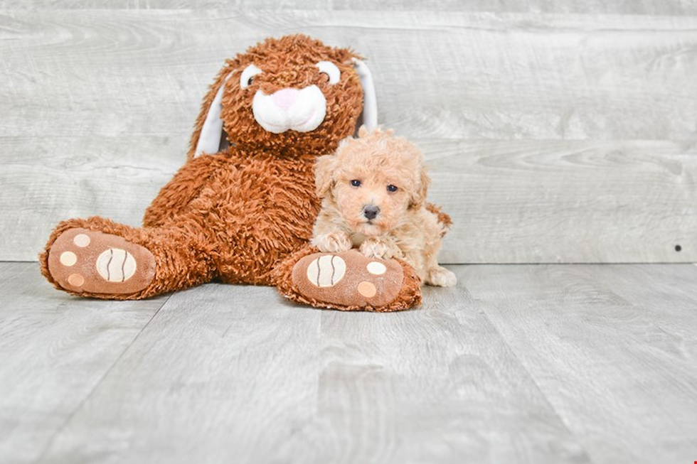 Sweet Maltipoo Baby