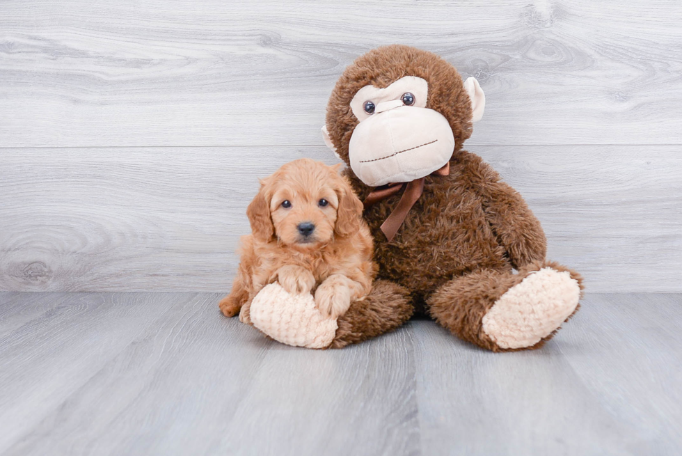 Popular Mini Goldendoodle Poodle Mix Pup