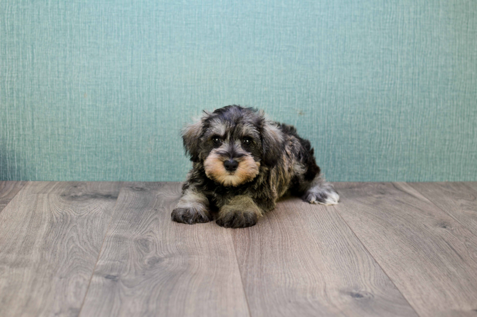 Cute Mini Schnauzer Mix Pup