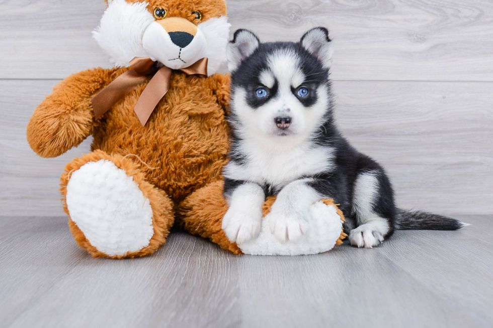 Little Mini Husky Designer Puppy