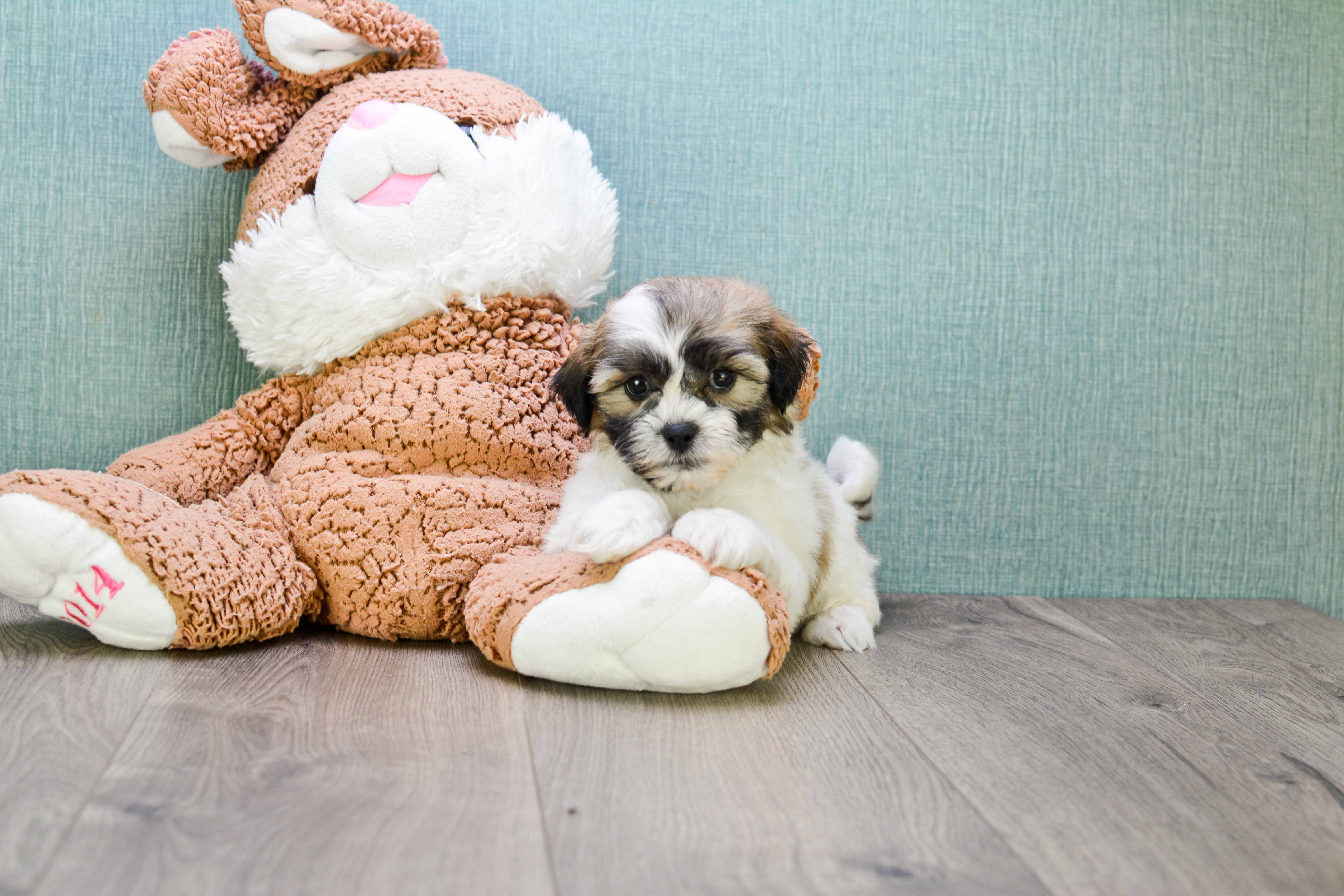 Friendly Teddy Bear Baby