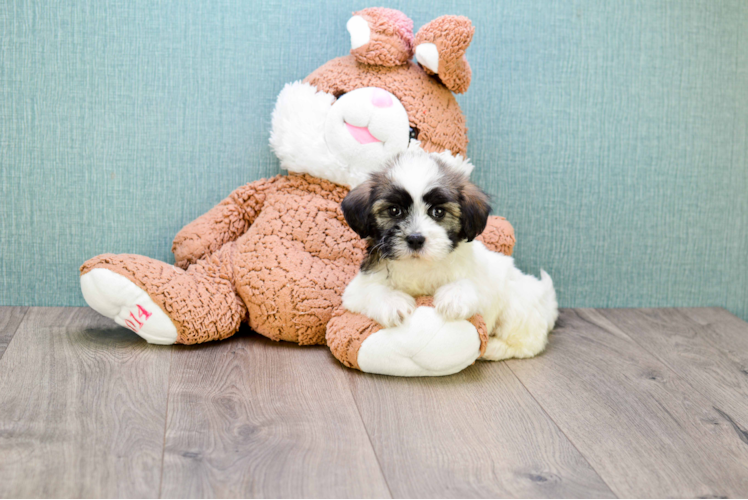 Hypoallergenic Havanese Baby