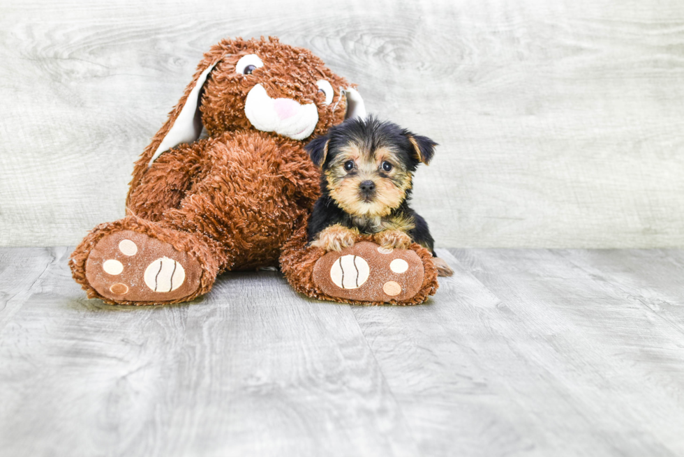 Meet Jeremy - our Yorkshire Terrier Puppy Photo 