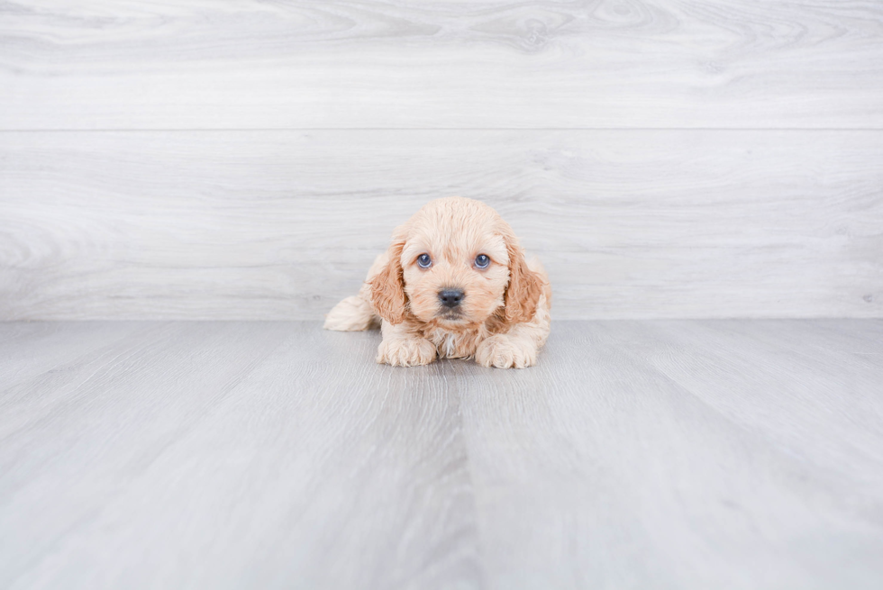 Sweet Cavapoo Baby