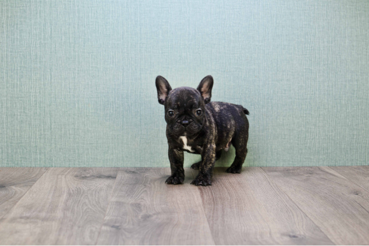 Akc Registered French Bulldog Purebred Pup