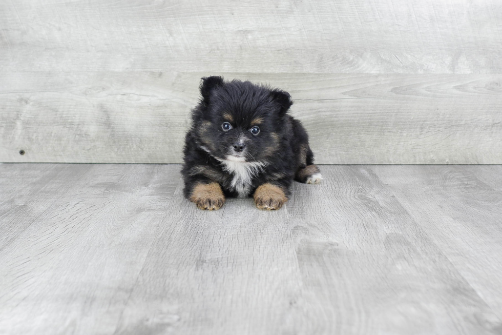 Fluffy Pomeranian Purebred Puppy